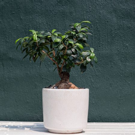 Bonsaii in a Ceramic Pot