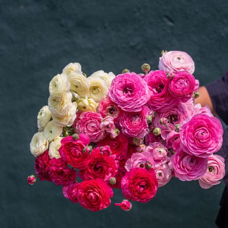 Farm Floral Bunch (Shades of Pinks - Ranunculus)