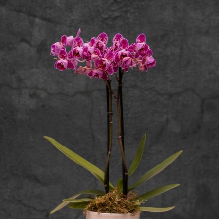 Mini Orchid in Ceramic Pot